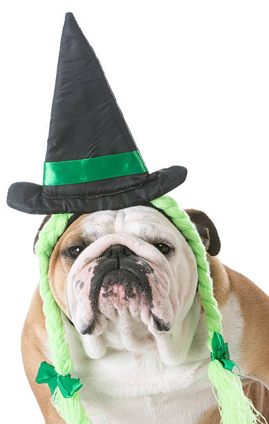 istock dog wearing witch costume 537229442