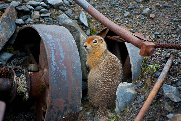 Ground squirrel stock photo