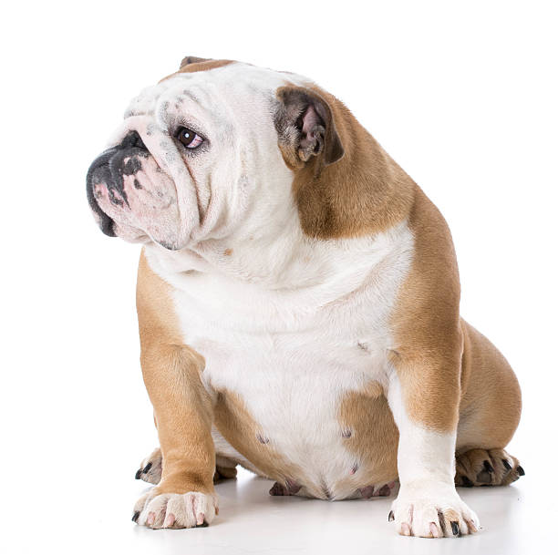 istock english bulldog female 537229738