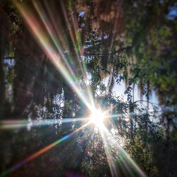 Sunbeams Gleam Through Spanish Moss Trees, South Carolina. Photographed at the Savannah National Wildlife Refuge.