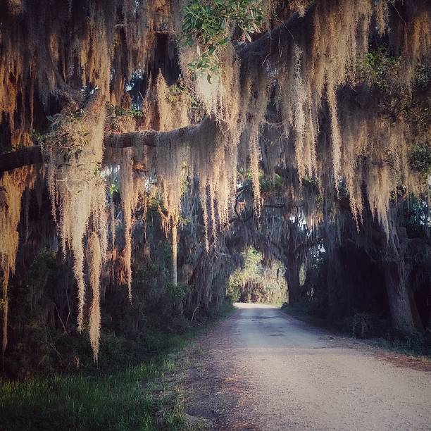 Haunted Spanish Moss Hanging from Live Oak Tree, Overhanging Road Haunted Spanish Moss Hanging from Live Oak Tree, Overhanging Road. Photographed at the Savannah National Wildlife Refuge, Savannah, Georgia. hanging moss stock pictures, royalty-free photos & images