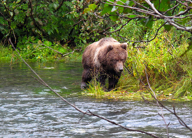 brown bear on river stock photo