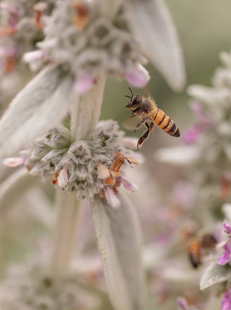 istock Honeybee, Apis mellifera, gathers pollen 537230564