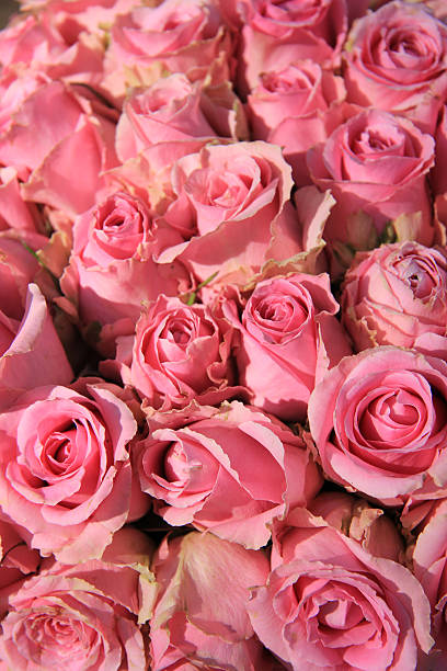 istock Pink roses in bridal bouquet 537231116