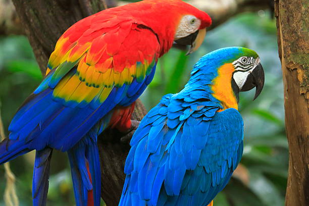 Scarlet and blue macaws tropical BIRDs couple, brazilian rio rainforest Scarlet and blue macaws tropical BIRDs couple, brazilian rio rainforest scarlet macaw stock pictures, royalty-free photos & images