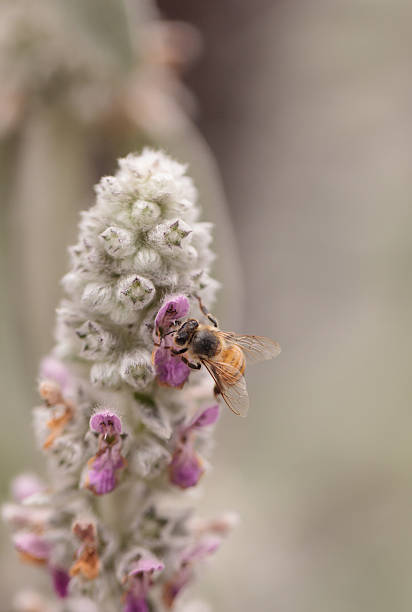 istock Honeybee, Apis mellifera, gathers pollen 537231716