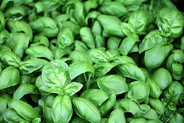 istock Fresh growing organic basil in the garden, close up 537231758