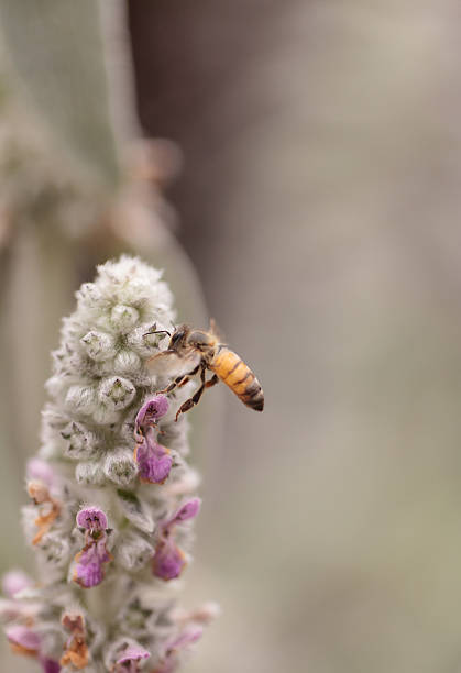 istock Honeybee, Apis mellifera, gathers pollen 537231794