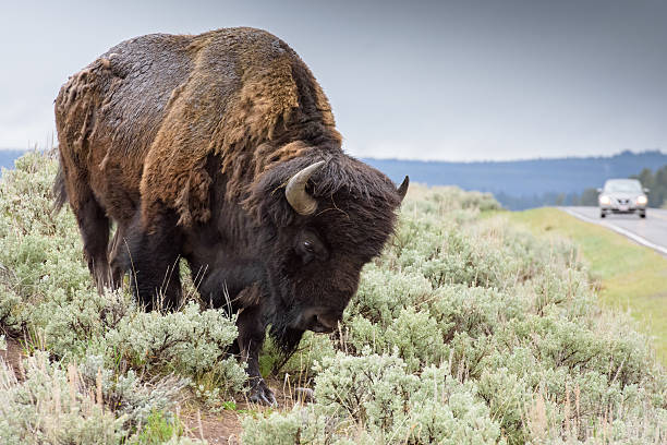 istock Yellowstone Bison Close Up Walking Toward Road With Car 537231890