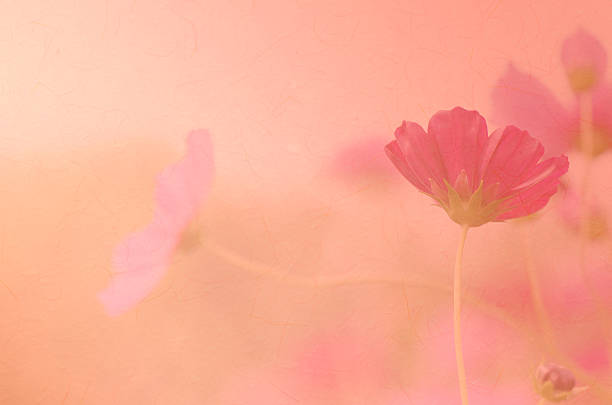 Cosmos flower in the field, vintage style soft background, floral background.