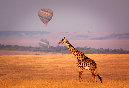 Giraffe below a distant hot air balloon - Masai Mara, Kenya