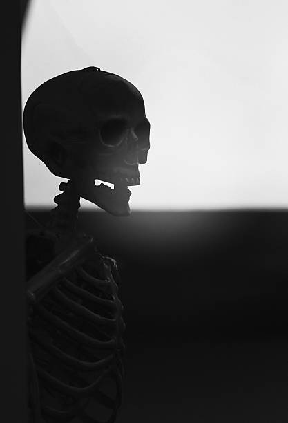istock Horror, cruelty, death concept :human skulls leave on the wall 537232482