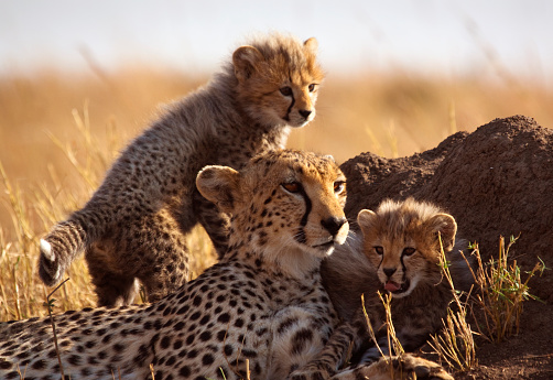 Mother cheetah and cubs – Masai Mara, Kenya