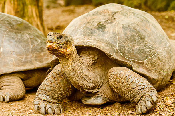 istock Giant turtles in Galapagos Islands. 537234550