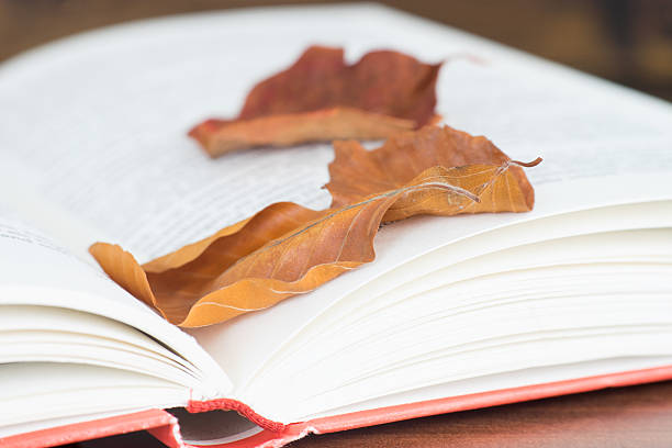 istock Close up of the open book 537234584