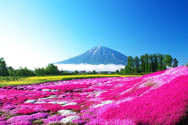 istock Beautiful moss pink garden 537234696