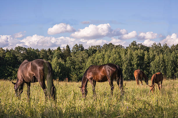 istock group of chestnut horses graze in a paddock. 537235128