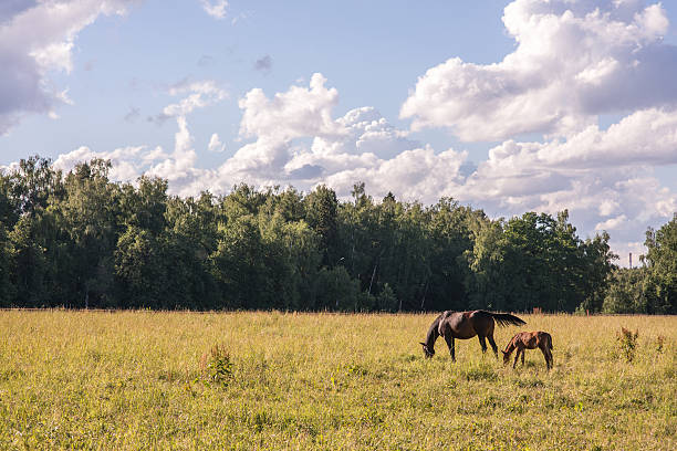 Horse grazing in farm field on cloudy day