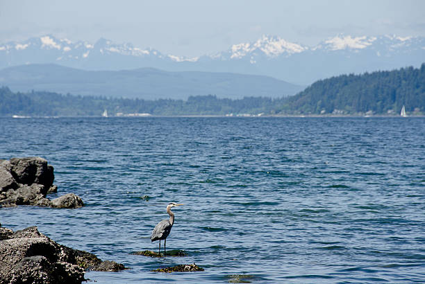 istock Heron near Alki lighthouse 537235584