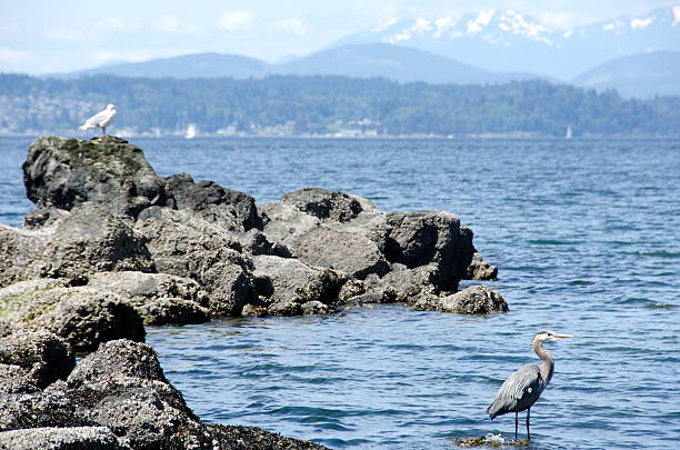 istock Heron and Seagull near Alki lighthouse 537235598