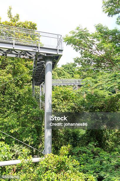 Forest Walk Of Telok Blangah Hill Park Rainforest Singapore Stock Photo - Download Image Now