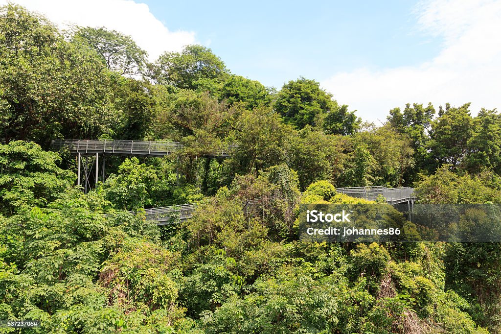 Forest Walk of Telok Blangah Hill Park rainforest, Singapore Asia Stock Photo