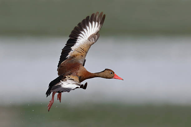 istock Black-bellied Whistling Duck in Flight - Panama 537237262