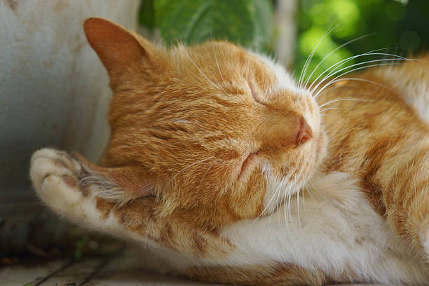 istock Cat to the grooming 537238370