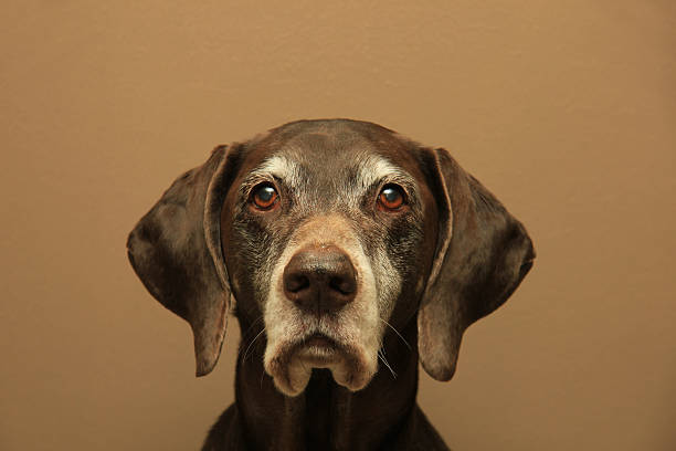istock Portrait of a german shorthaired pointer, 11 years old 537238668