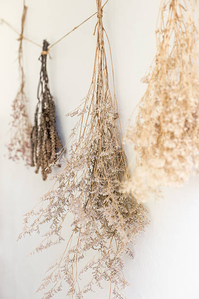 istock dry plant hanging minimalist style home decoration 537239854