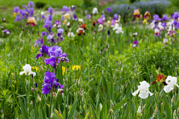 bright yellow and lilac iris flower in sunshine - defocused