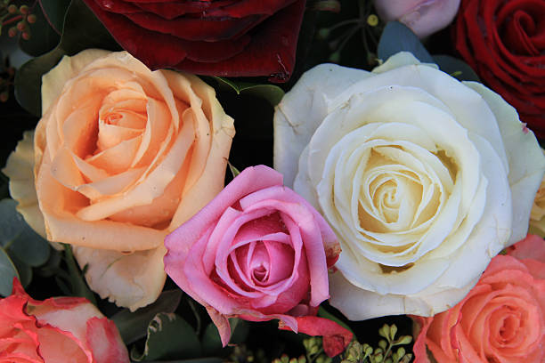 istock close up of roses in different colors 537240324