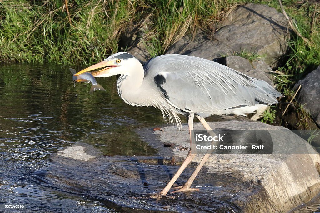 Heron with prey Heron with its prey in its mouth after a successful hunt . Animals Hunting Stock Photo