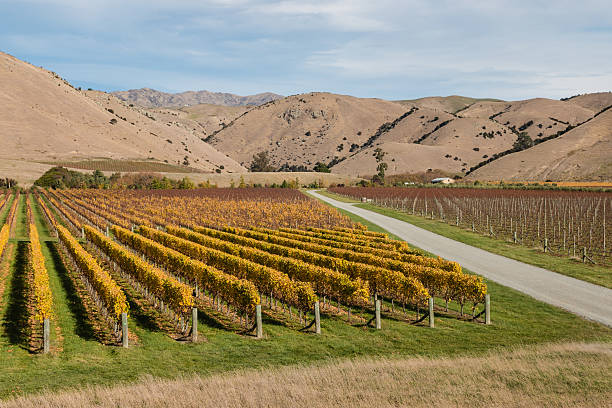 istock aerial view of autumn vineyards 537240980