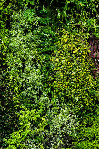 istock walls of beautiful leaf 537242792