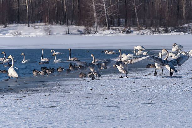 istock swan lake winter birds dance 537242949