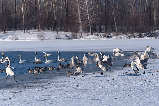 istock swan lake winter birds dance 537242951