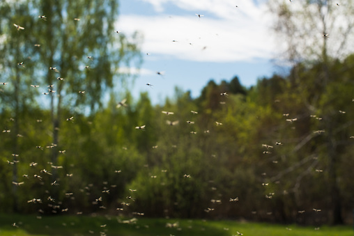 Swarm of mosquitoes