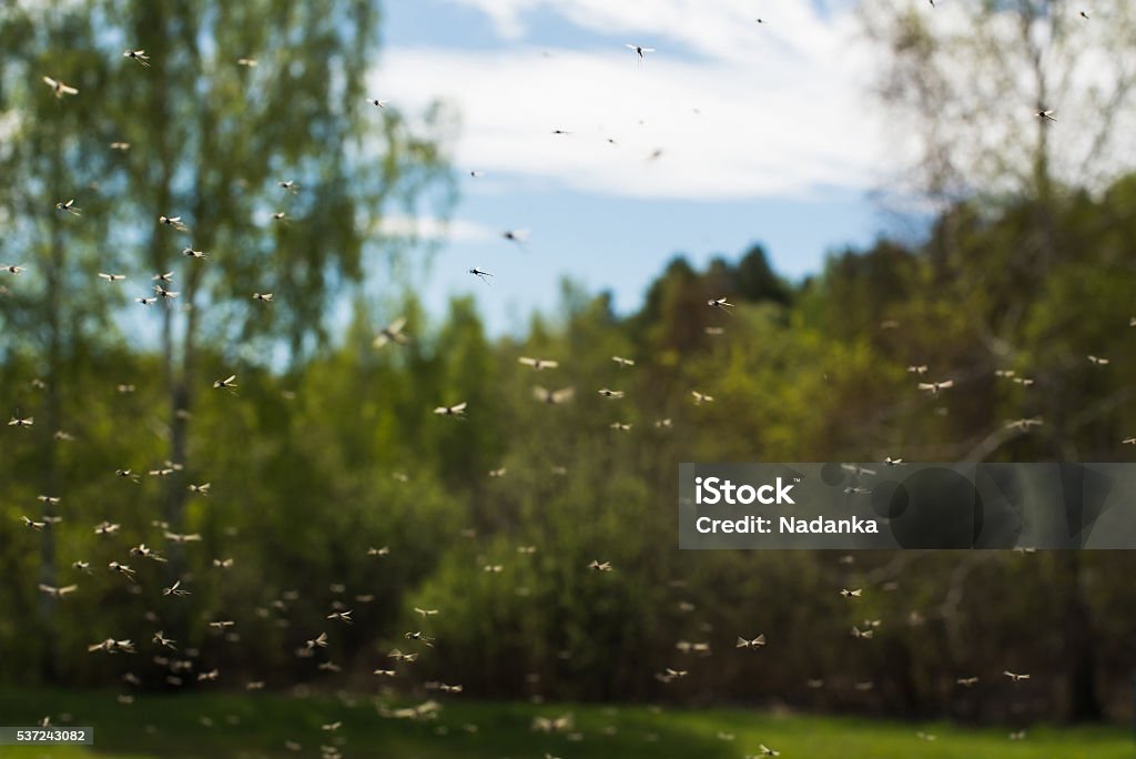 Mosquitoes Swarm of mosquitoes Mosquito Stock Photo
