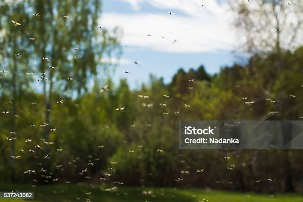 Mosquitoes Stock Photo - Download Image Now - Mosquito, Swarm of Insects, Flying