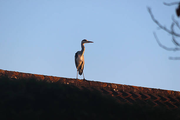 Photo showing a grey heron bird standing on a tiled roof, looking around for garden ponds and potential fish / goldfish to eat.  This type of heron is a common sight in the UK, Europe and some areas of Africa, particularly where ponds, lakes, rivers and waterways are plentiful.  The Latin name for this particular type of wading bird is: ardea cinerea - a member of the Ardeidae family.