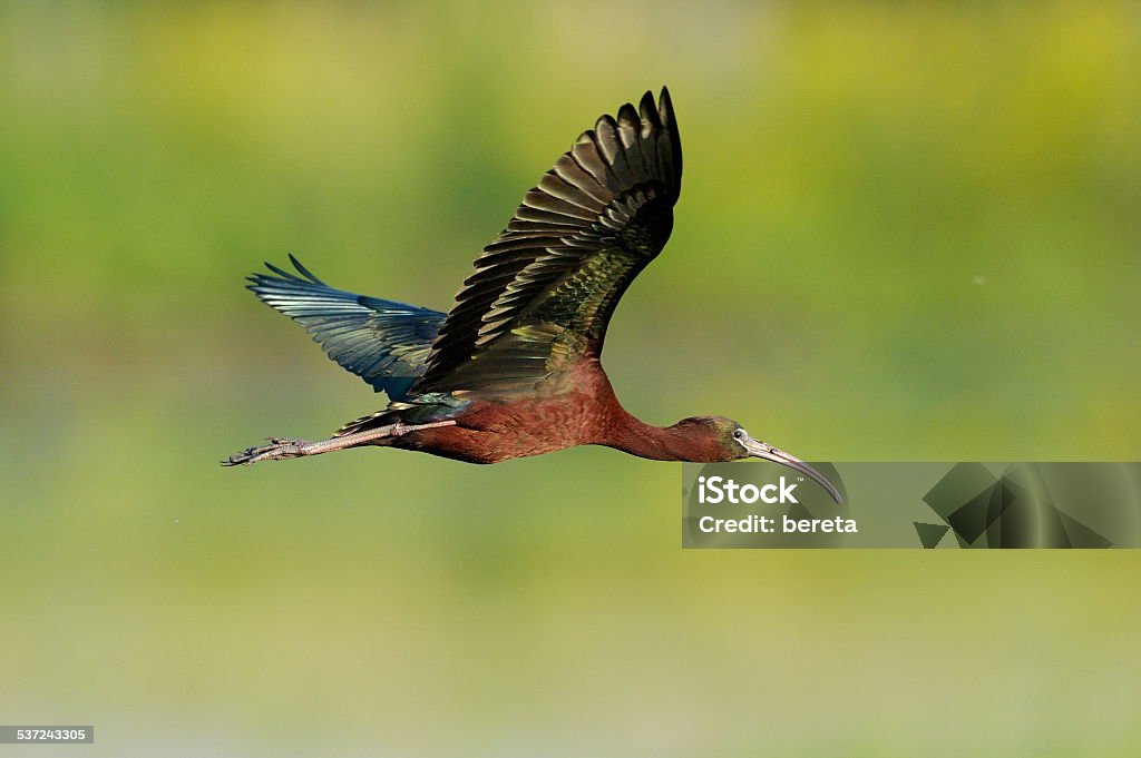 glossy ibis (plegadis falcinellus) glossy ibis (plegadis falcinellus) in natural habitat Glossy Ibis Stock Photo