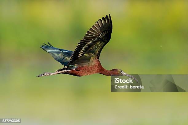 Glossy Ibis Stock Photo - Download Image Now - Glossy Ibis, 2015, Animal