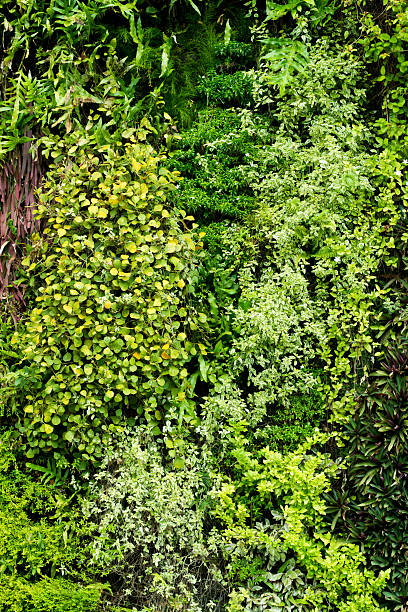 istock walls of beautiful leaf 537243422