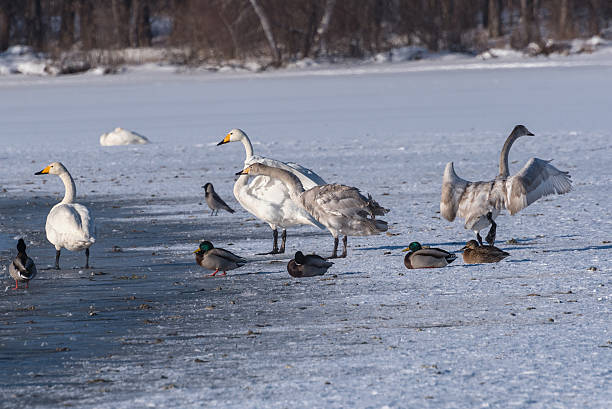 istock swan lake winter birds 537243565