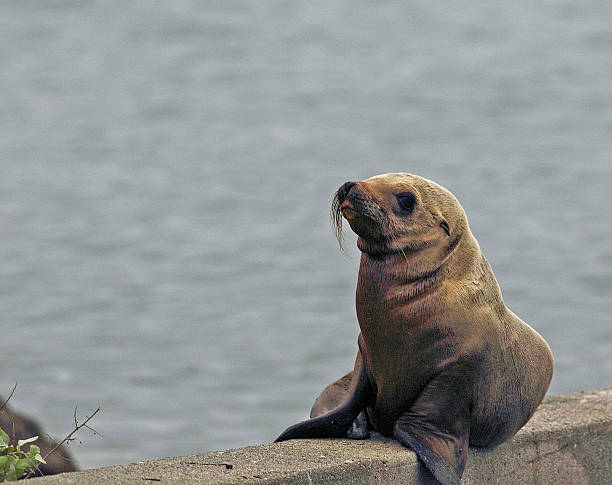 istock Profile View Of Young Seal Pup 537243575