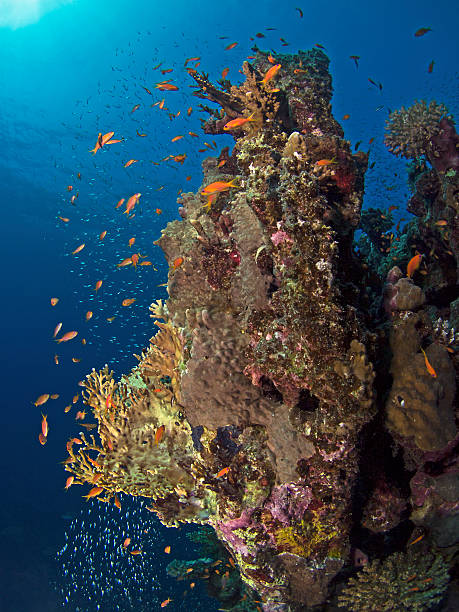 Red Sea coral reef scenery