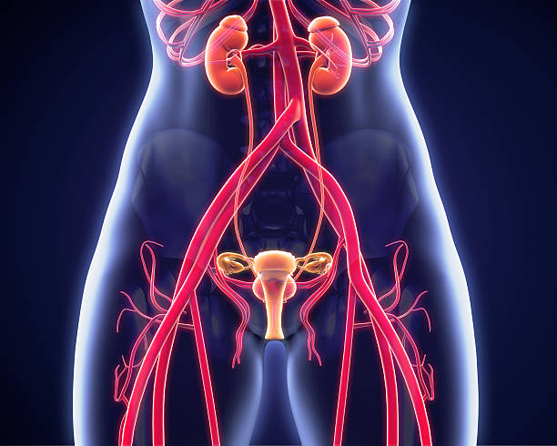 Female Urogenital Anatomy Female Urogenital Anatomy. 3D render female likeness stock pictures, royalty-free photos & images