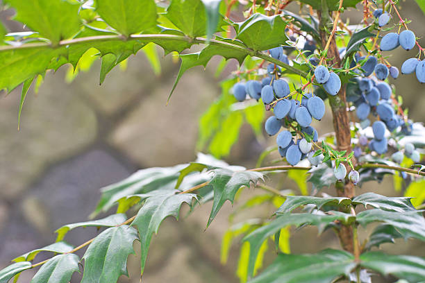 istock Fruit of the Mahonia japoni 537244672