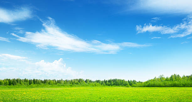 istock field of spring grass and perfect sky 537244779
